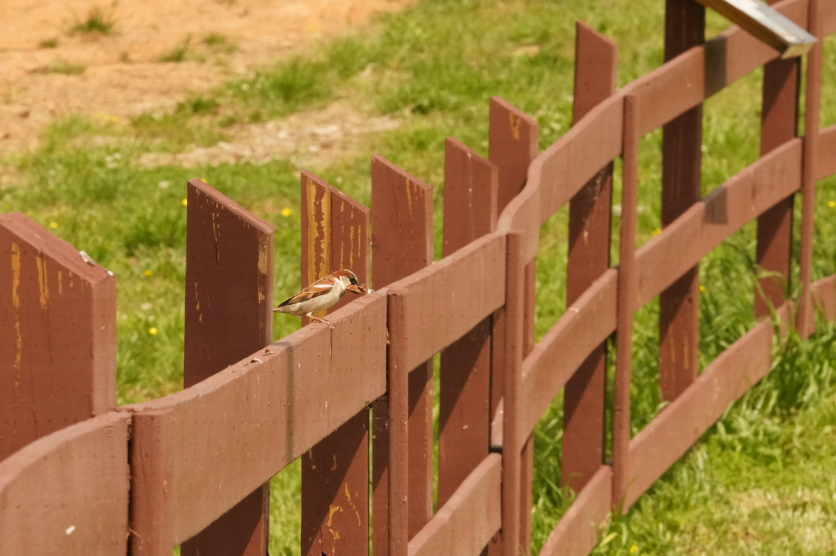 House Sparrow - ML618098151