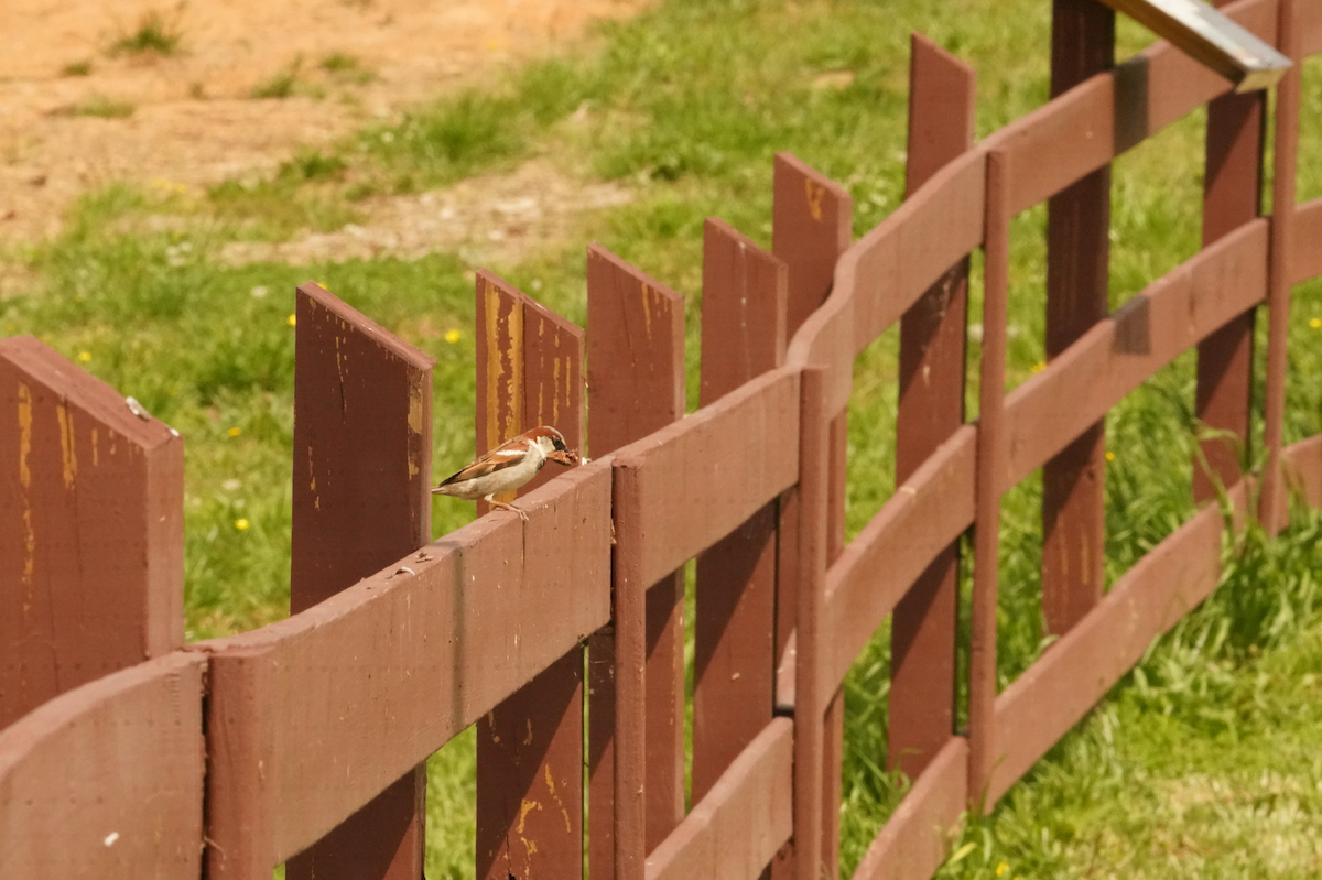 House Sparrow - Aaron T