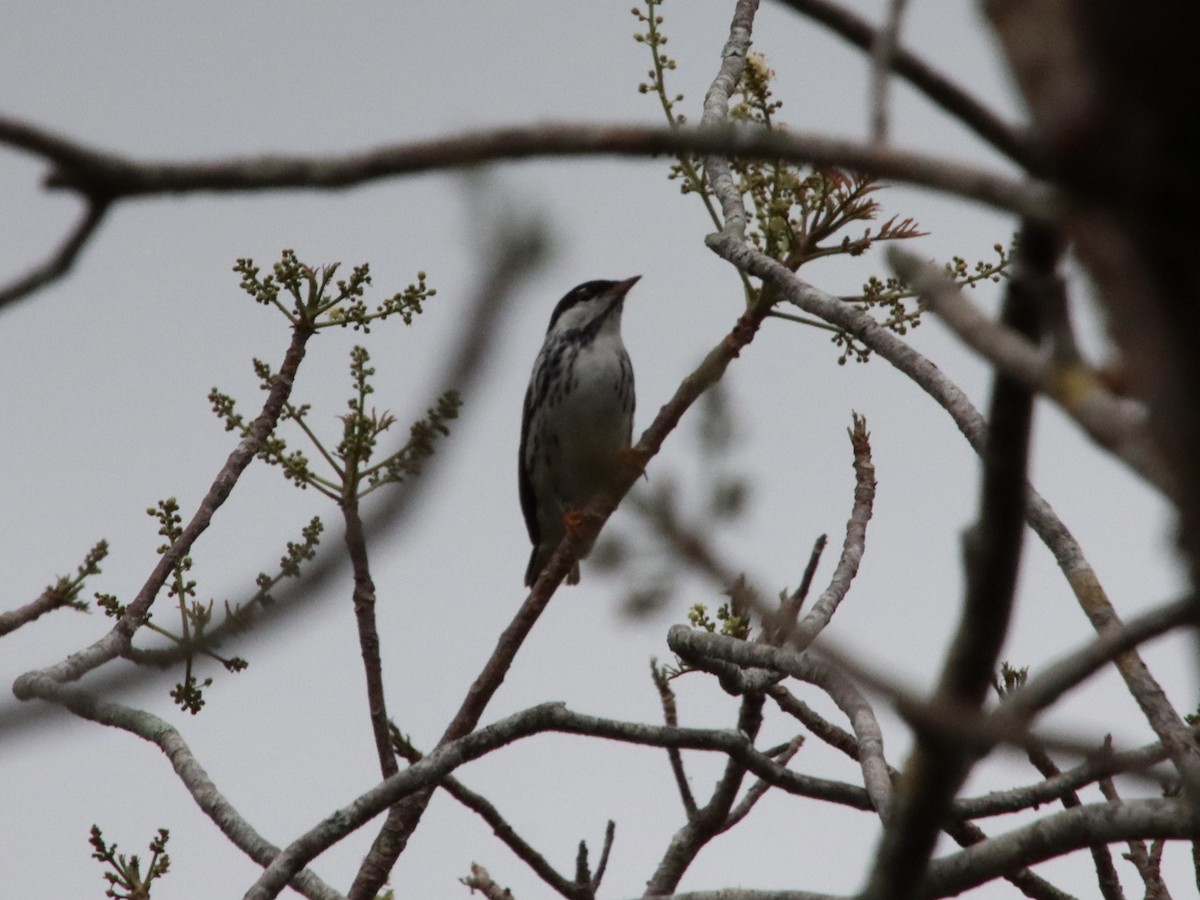 Blackpoll Warbler - Greg Wheeler