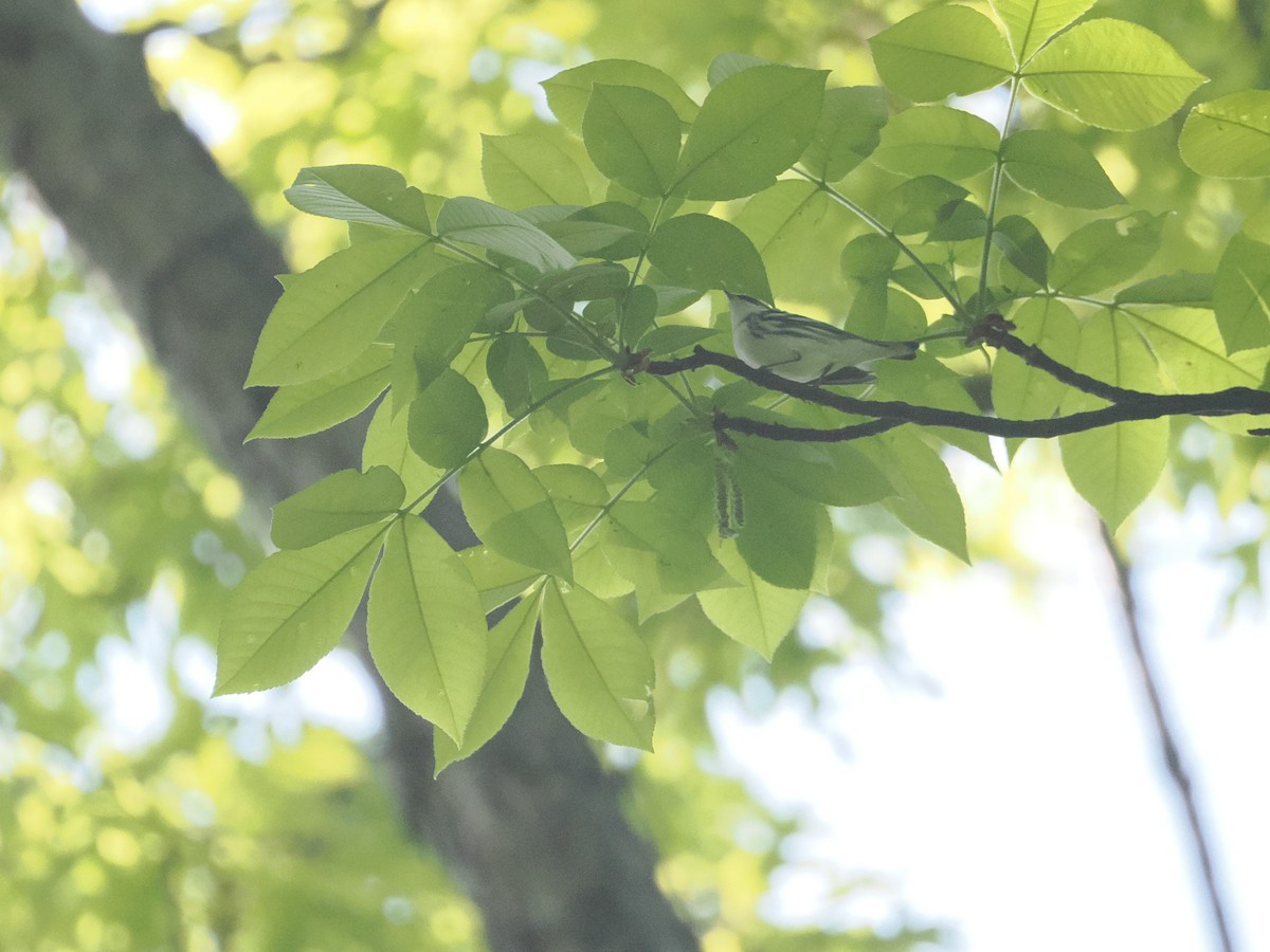 Cerulean Warbler - ML618098170