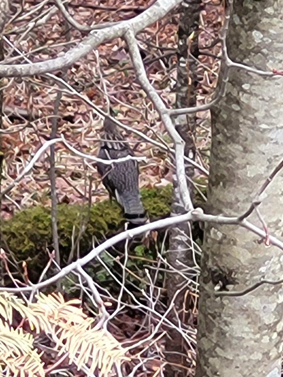 Ruffed Grouse - ML618098190