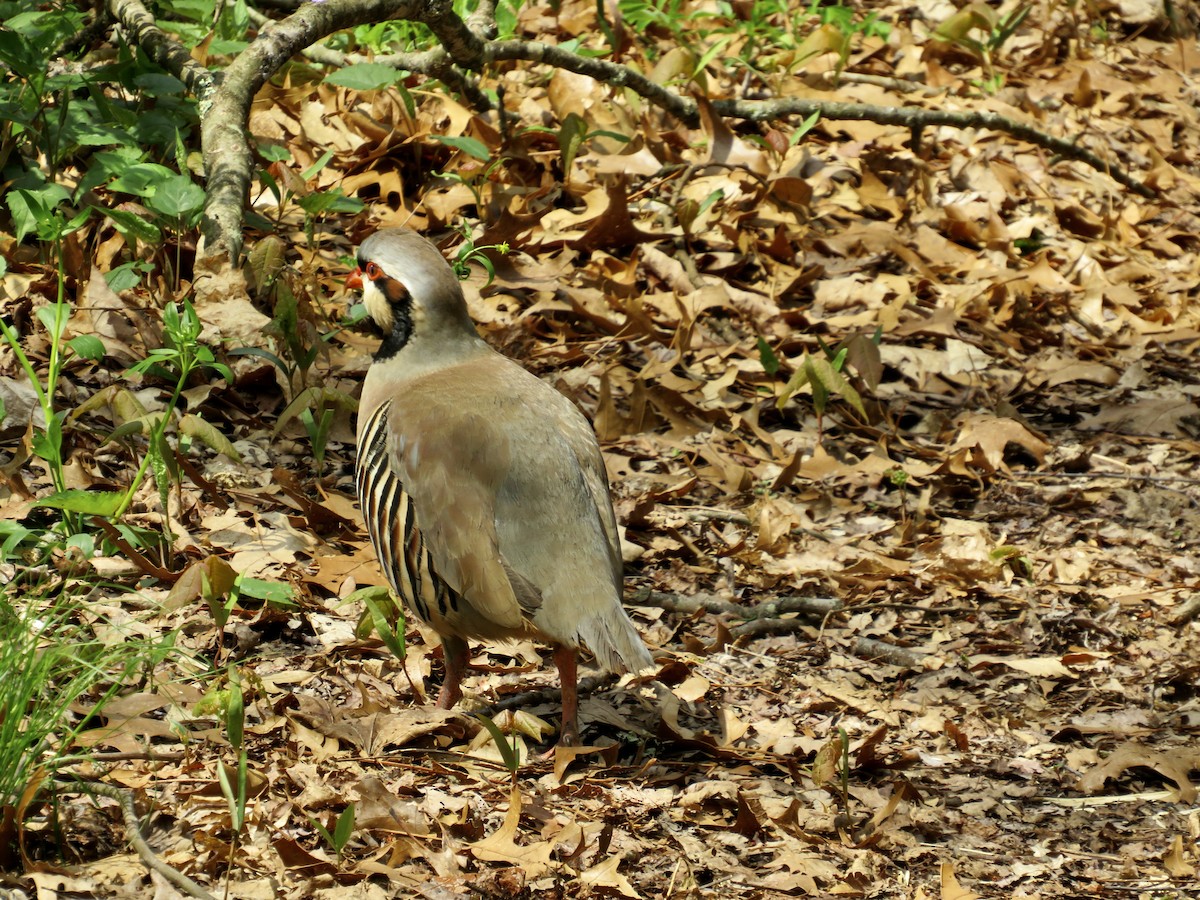 Chukar - scott baldinger