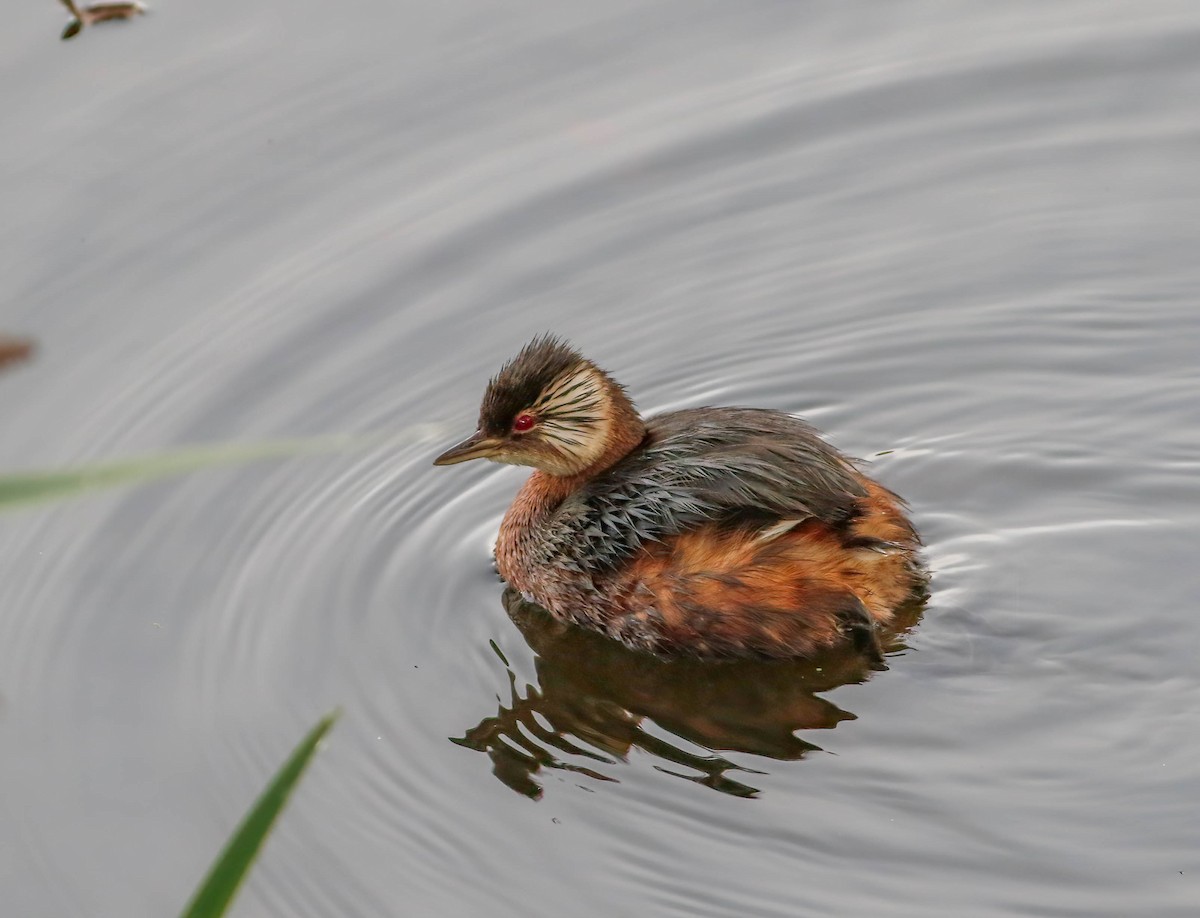 White-tufted Grebe - Per Smith