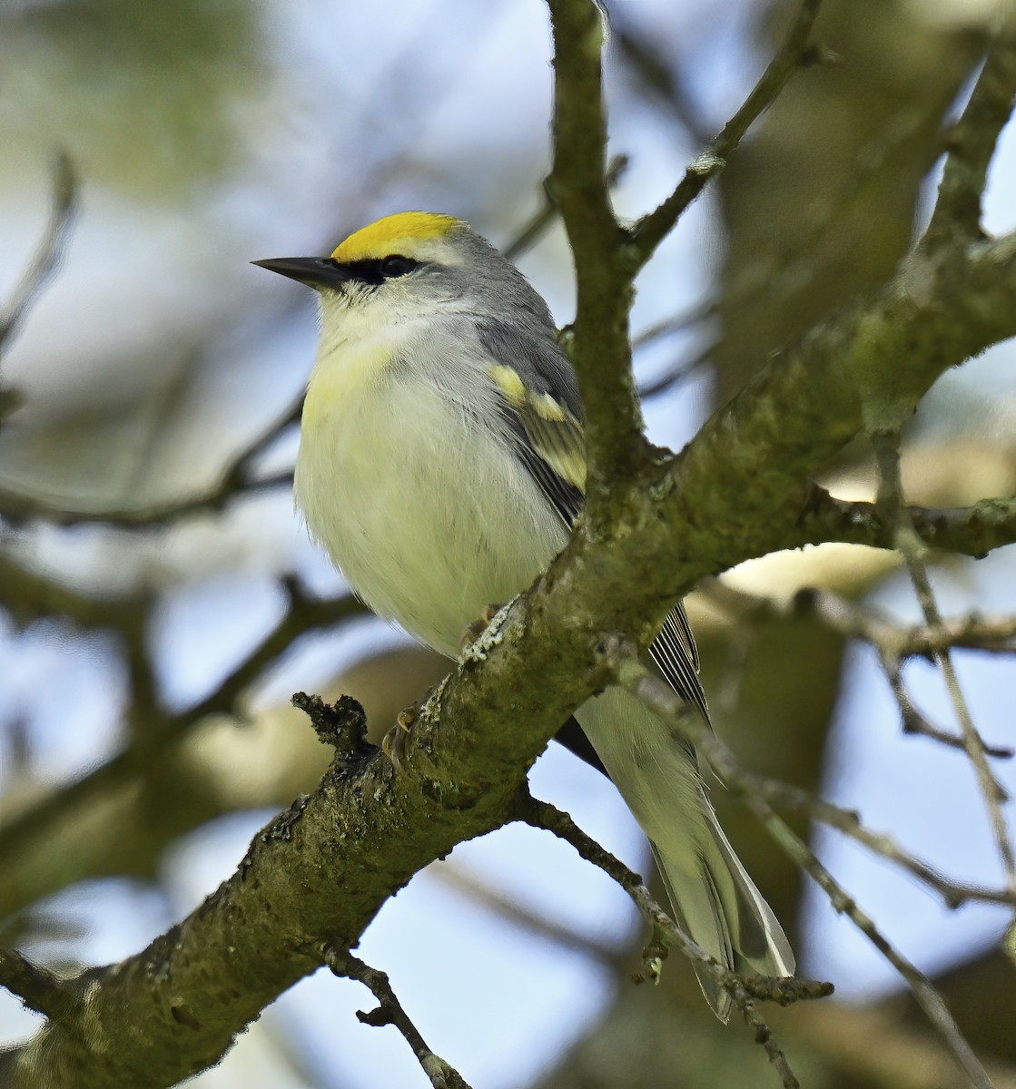 Brewster's Warbler (hybrid) - Tina Alianiello  🦜