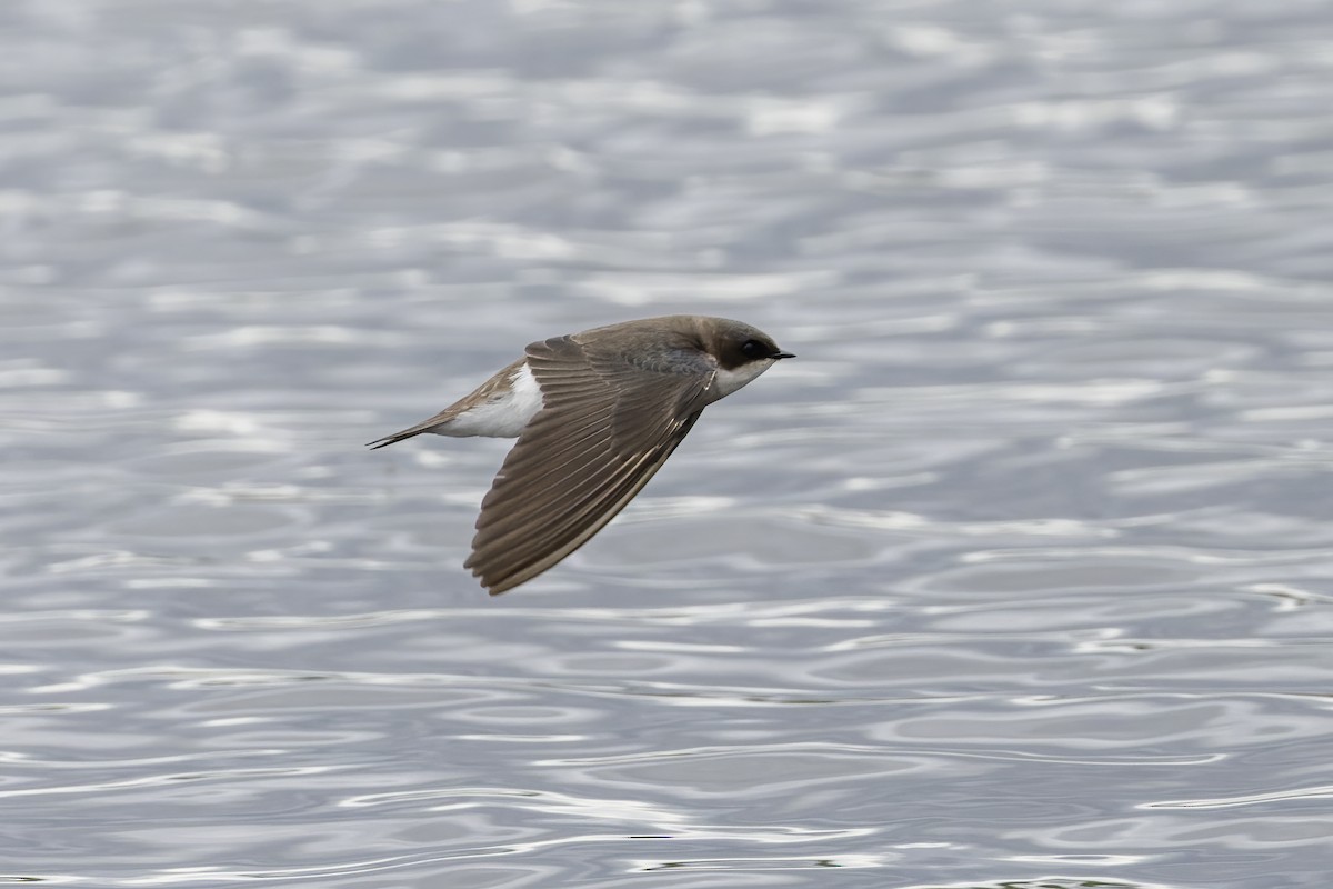 Northern Rough-winged Swallow - Eric Ellingson