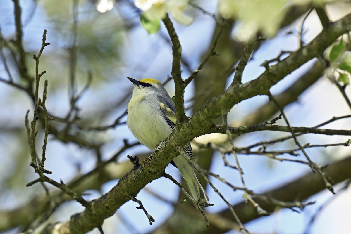 gullvingeparula x blåvingeparula (F1 hybrid) - ML618098280