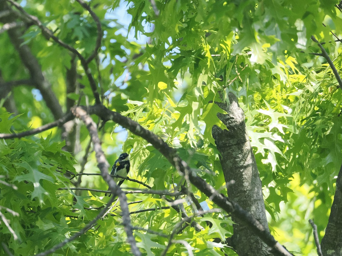 Yellow-rumped Warbler - ML618098298