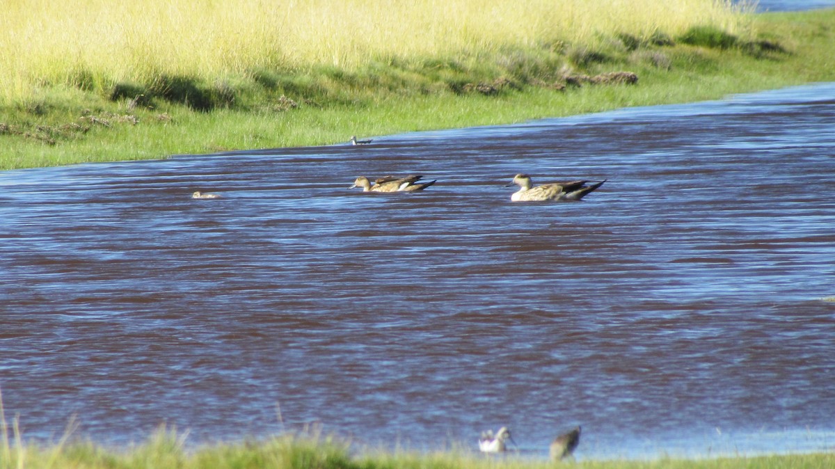 Crested Duck - ML618098301