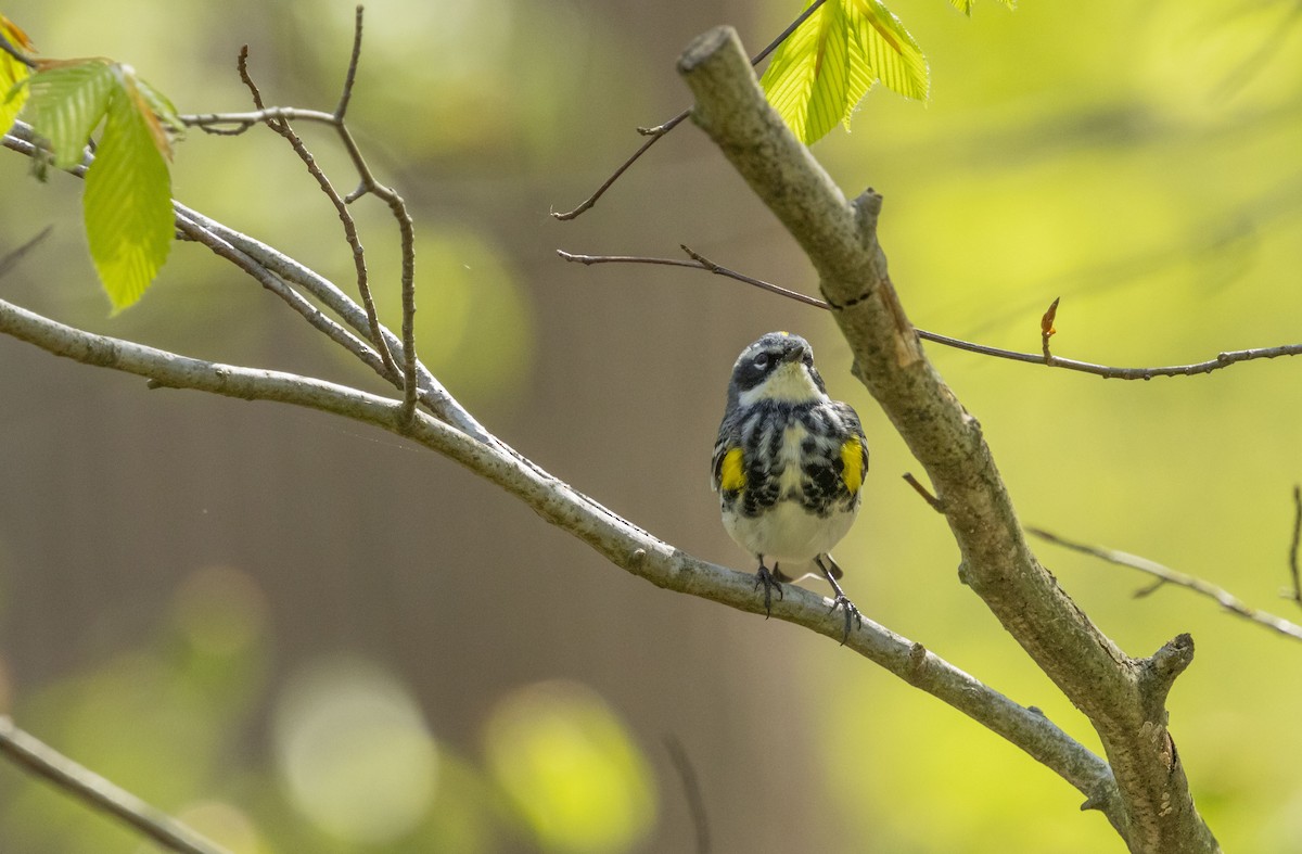 Yellow-rumped Warbler - Liz Pettit