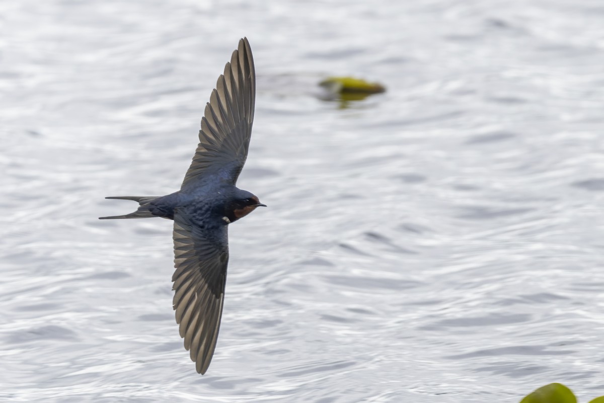 Barn Swallow - Eric Ellingson