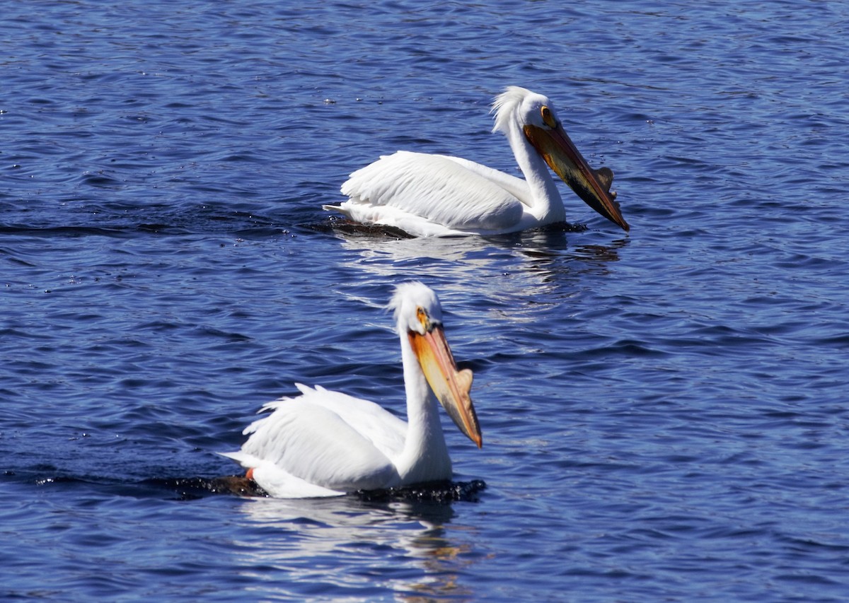 American White Pelican - Jorg Lueke