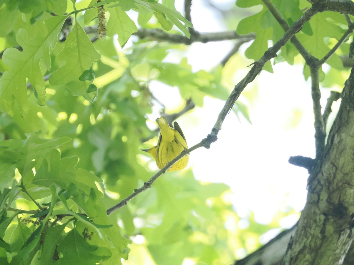 Yellow Warbler - a d