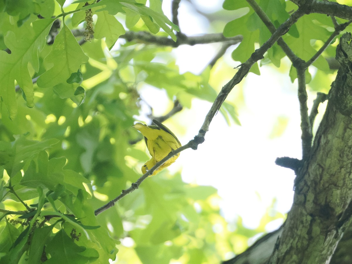 Yellow Warbler - a d