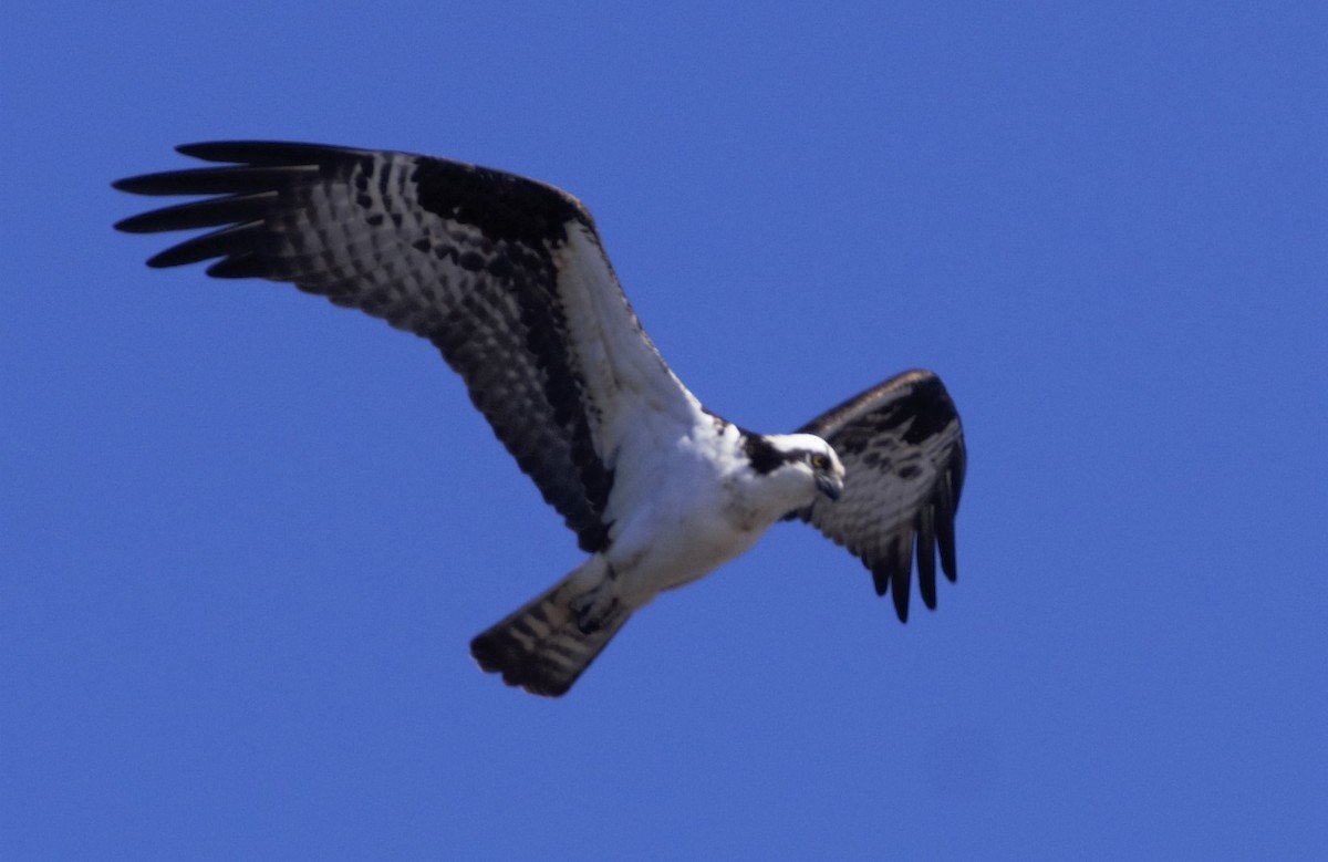 Balbuzard pêcheur - ML618098358