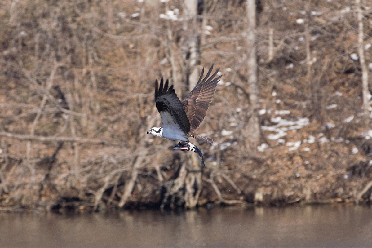 Osprey - ML618098359