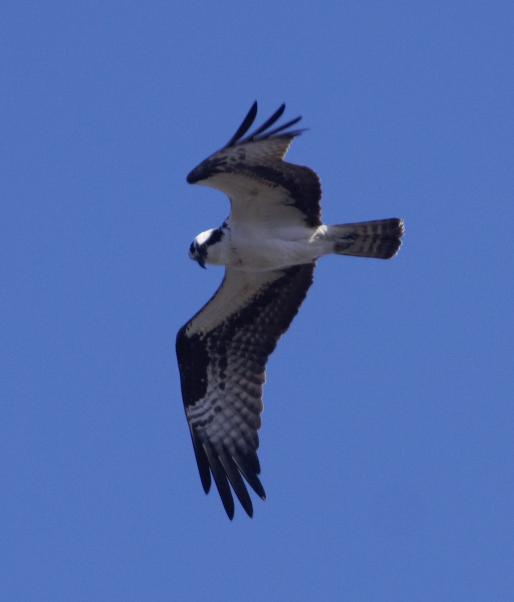 Balbuzard pêcheur - ML618098360