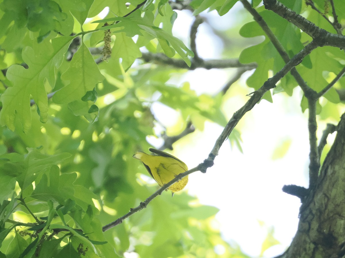 Yellow Warbler - ML618098365