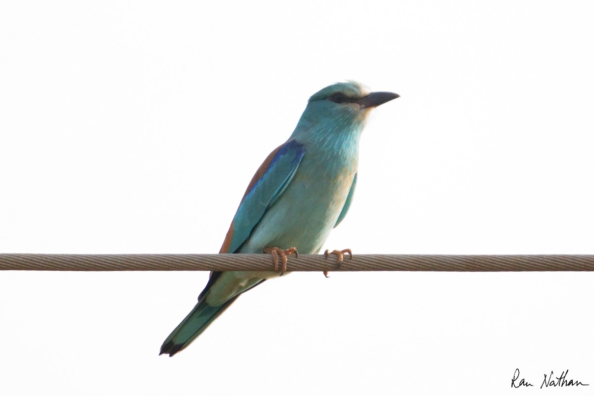 European Roller - Ran Nathan