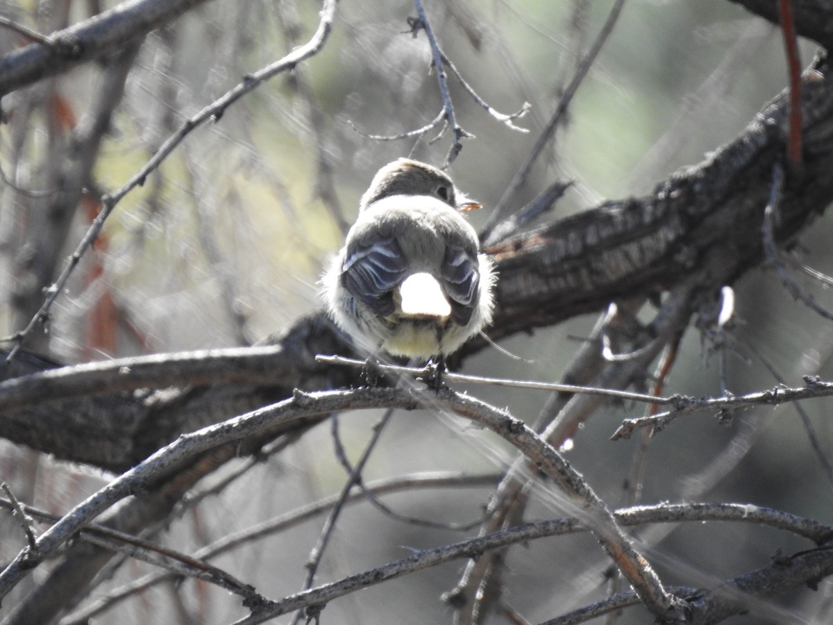 Gray Flycatcher - Victoria Vosburg