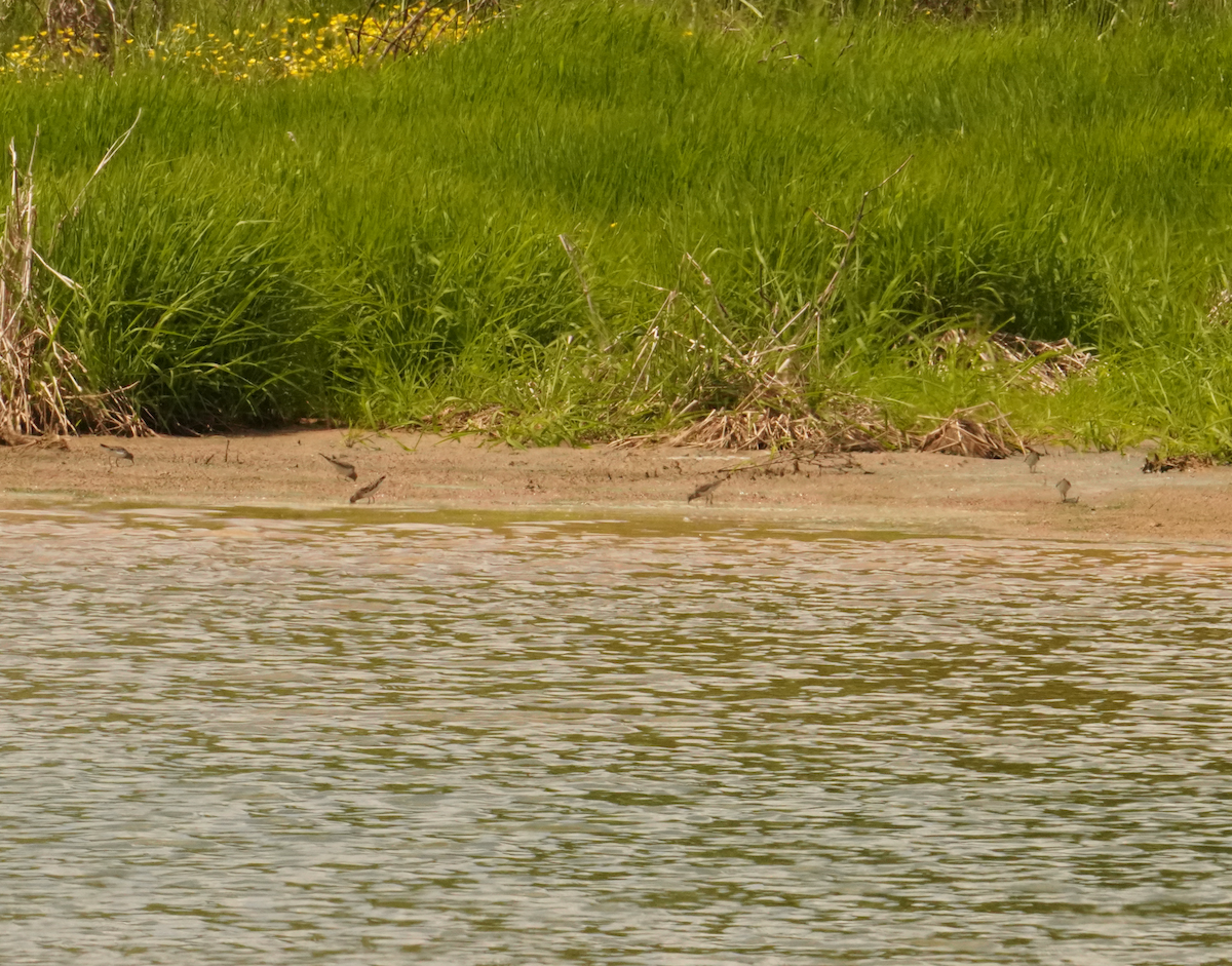 Least Sandpiper - ML618098405