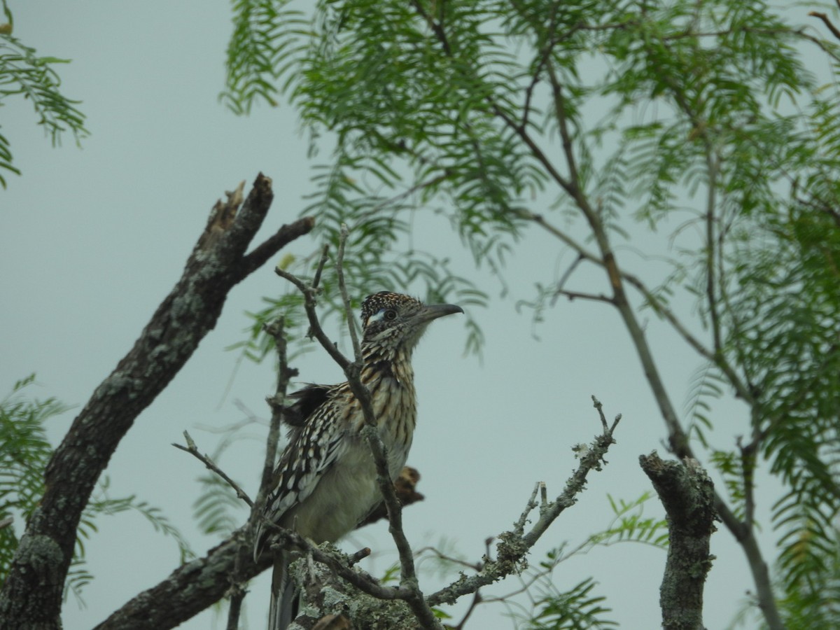 Greater Roadrunner - ML618098406