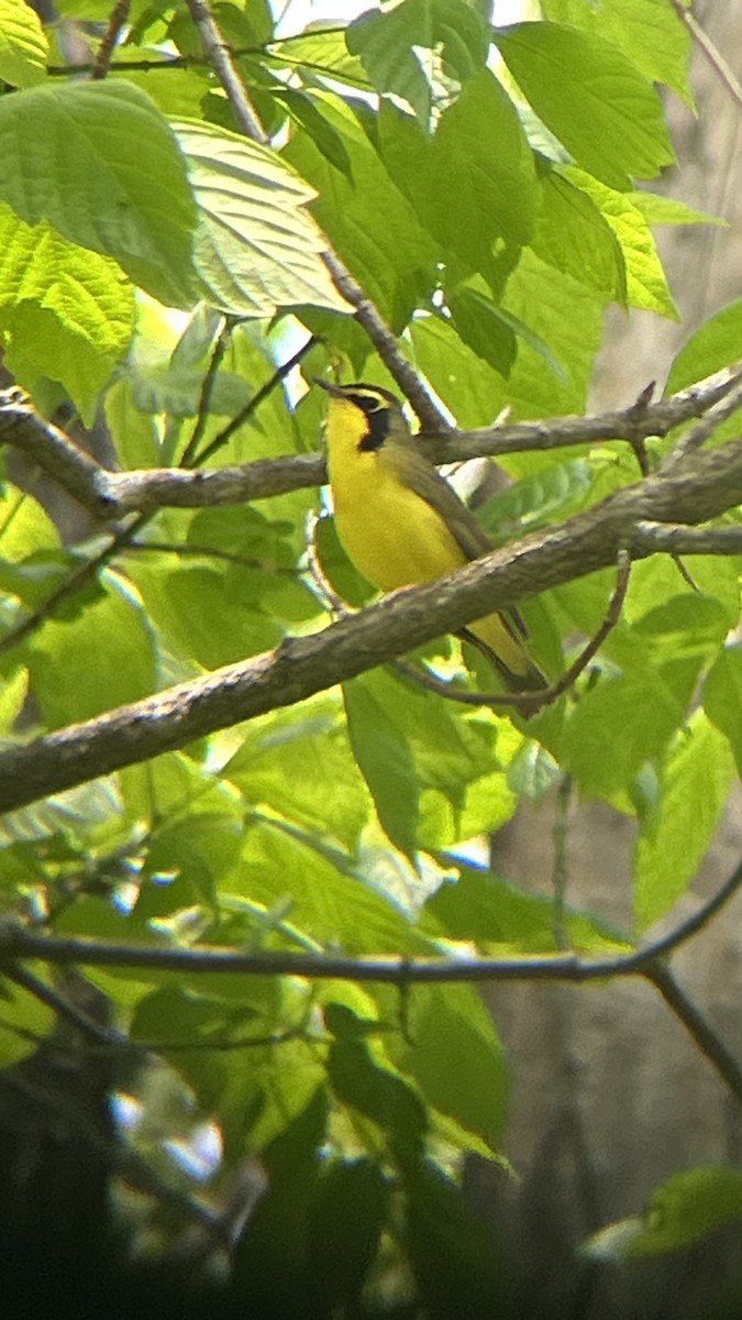 Kentucky Warbler - Jamie Buchanan