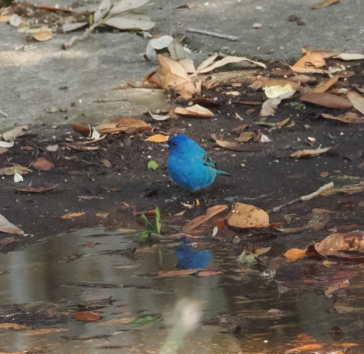 Indigo Bunting - ML618098450