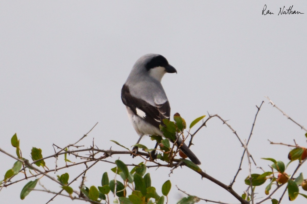 Lesser Gray Shrike - ML618098464