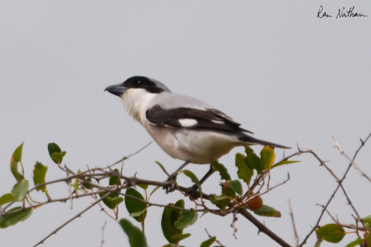 Lesser Gray Shrike - ML618098470