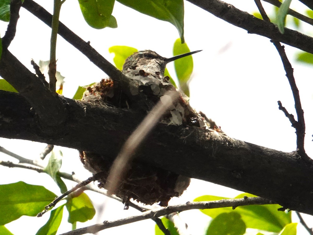 Anna's Hummingbird - ML618098471