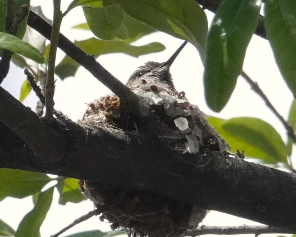 Anna's Hummingbird - ML618098476