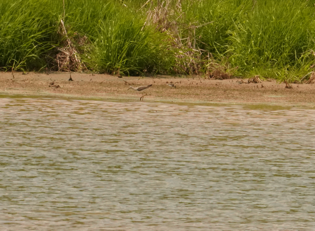 Lesser Yellowlegs - ML618098500
