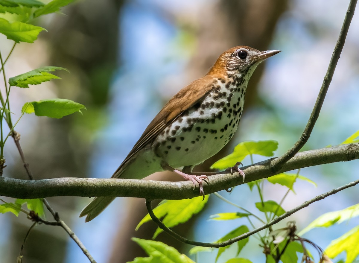 Wood Thrush - ML618098533