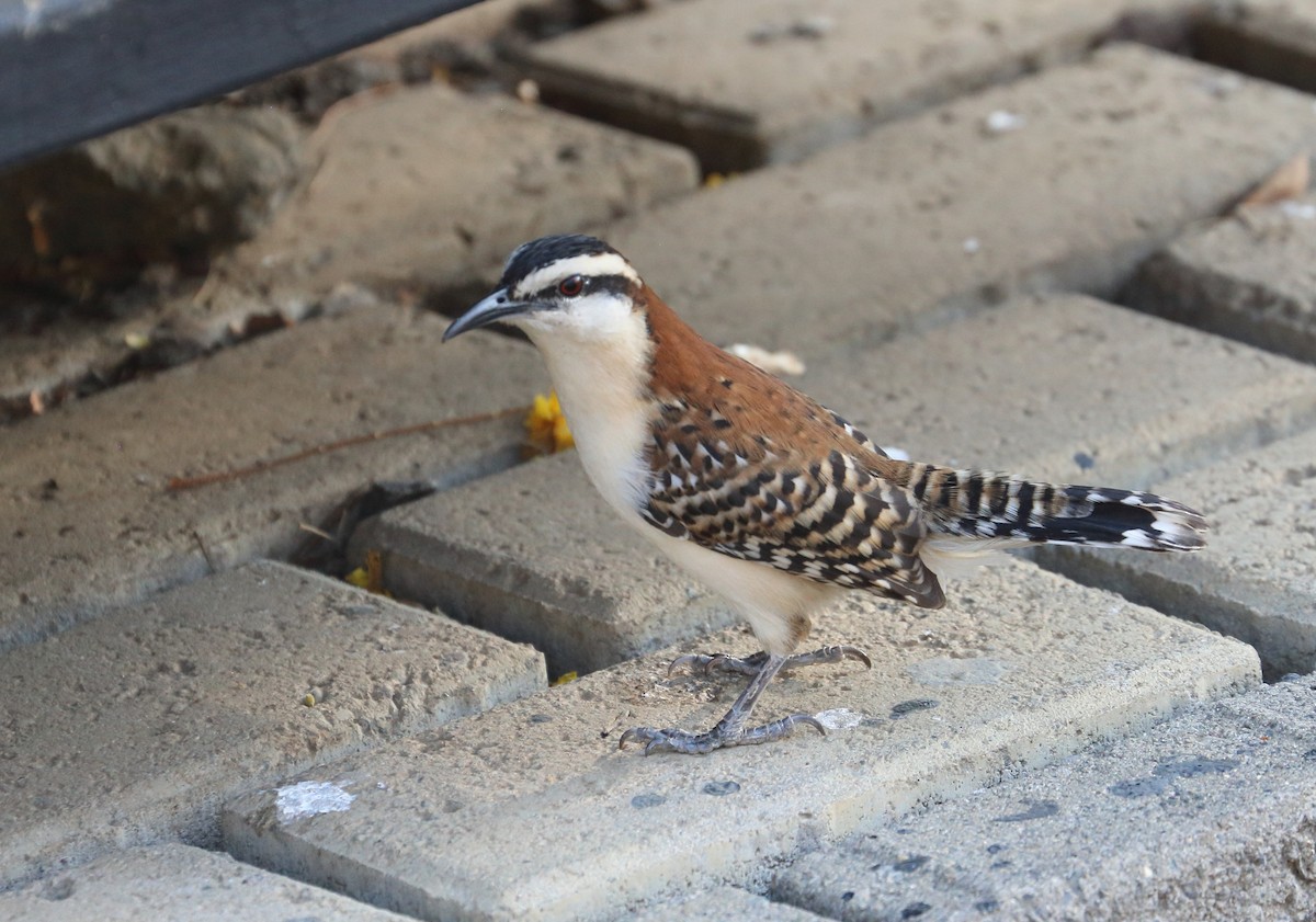 Rufous-naped Wren - Braden Collard