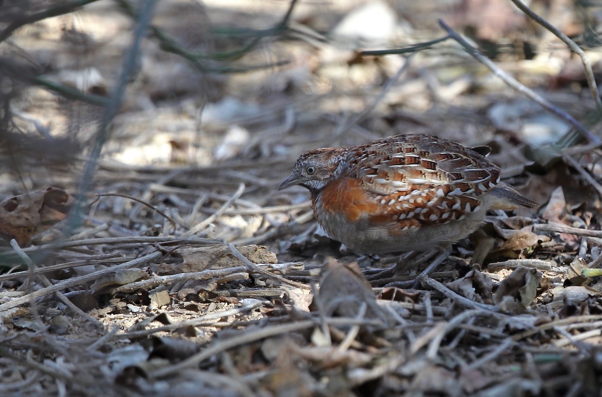 Madagascar Buttonquail - ML618098545