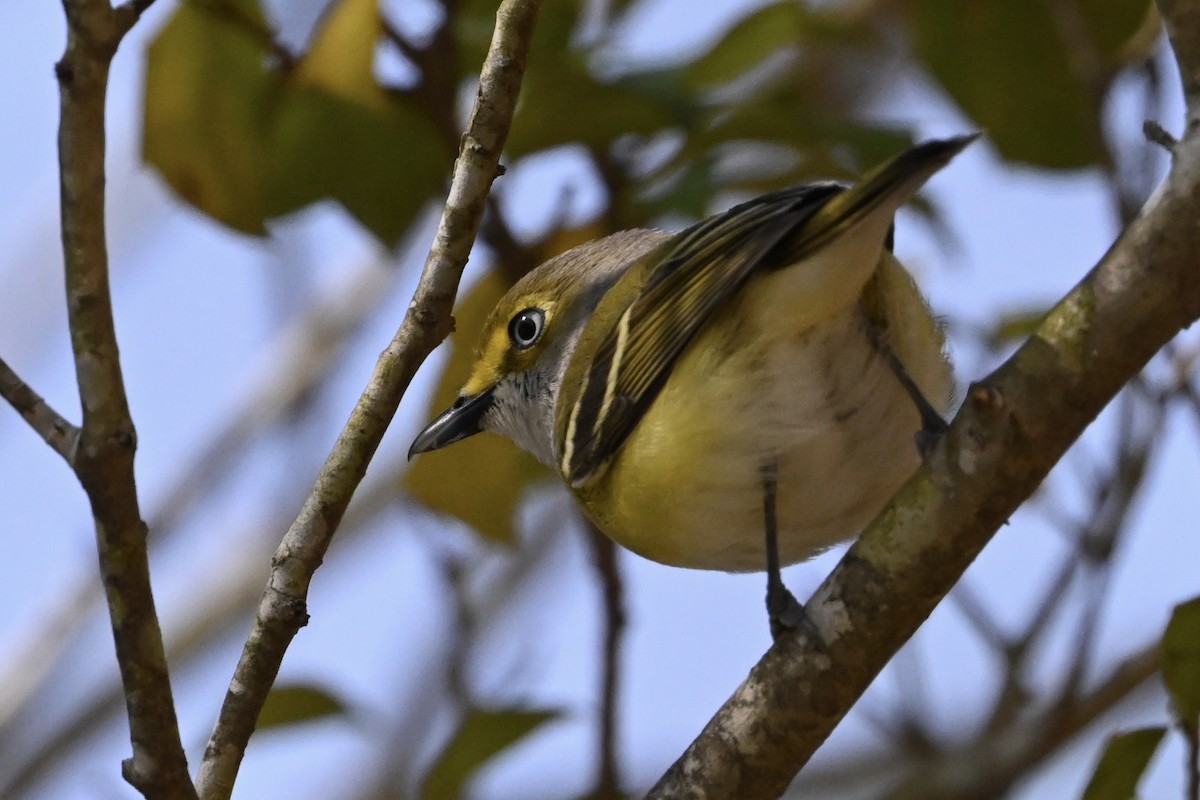 Viréo aux yeux blancs - ML618098547