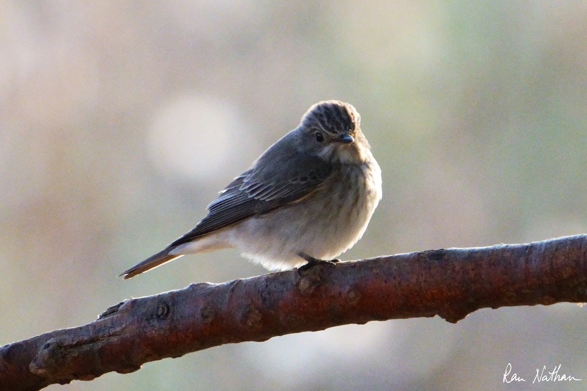 Spotted Flycatcher - ML618098553