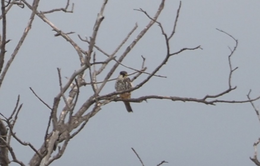 Eurasian Hobby - Oriol Palom