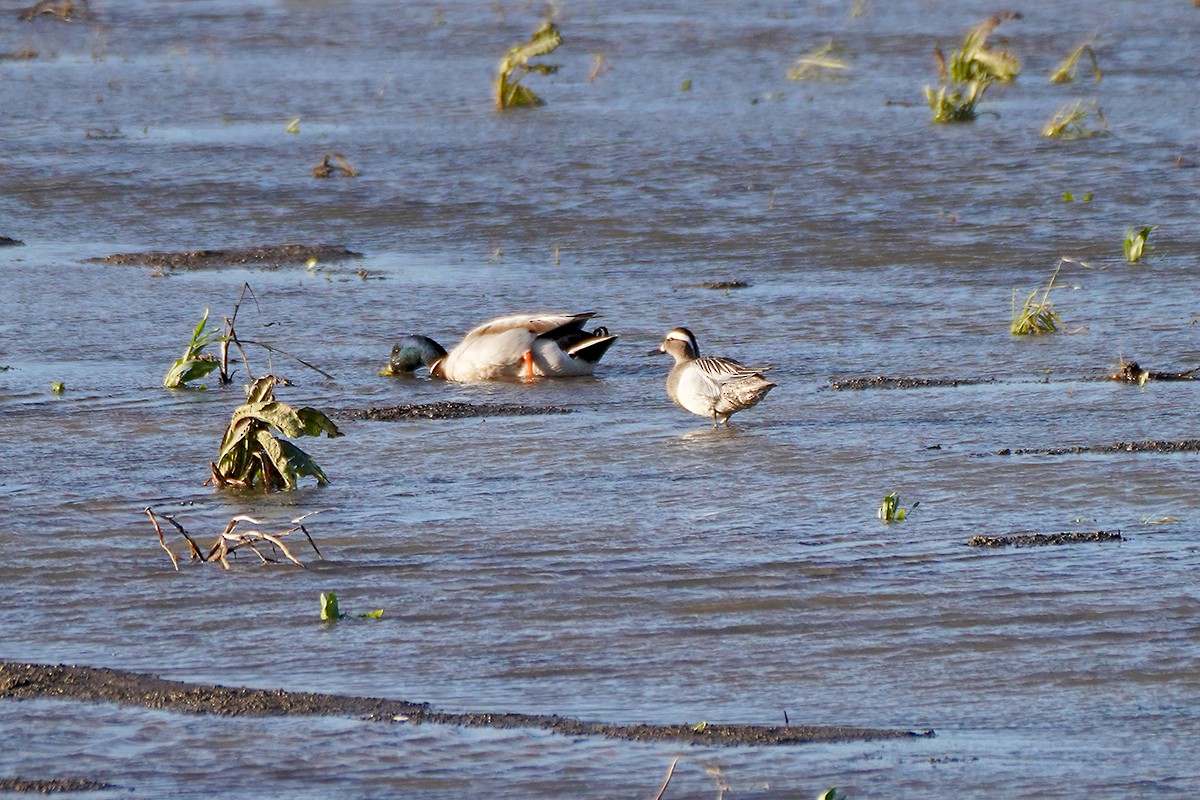 Garganey - ML618098557