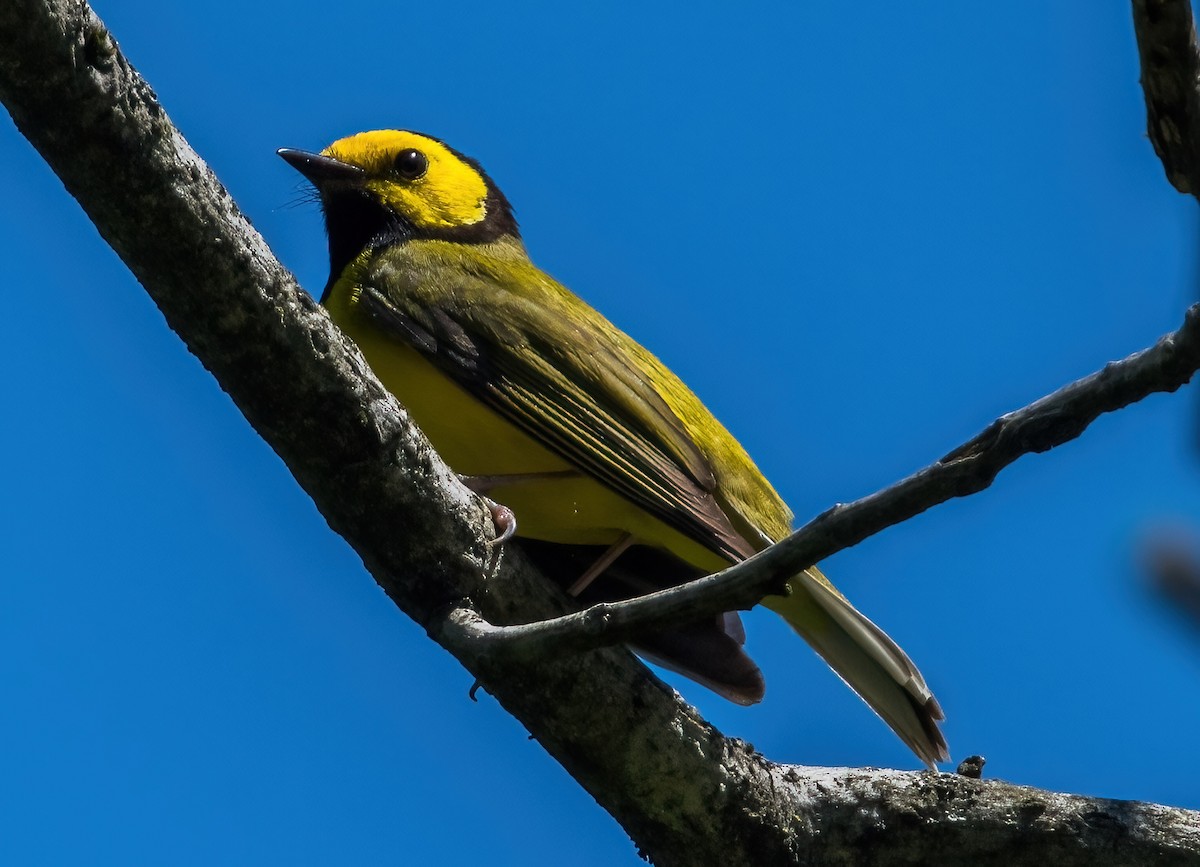 Hooded Warbler - Gregg Petersen