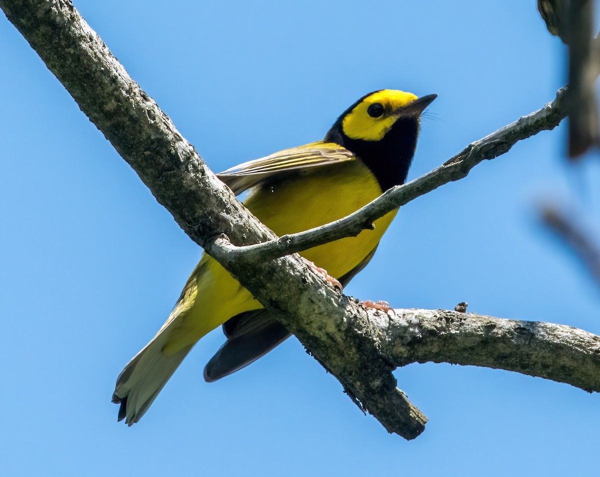 Hooded Warbler - ML618098570