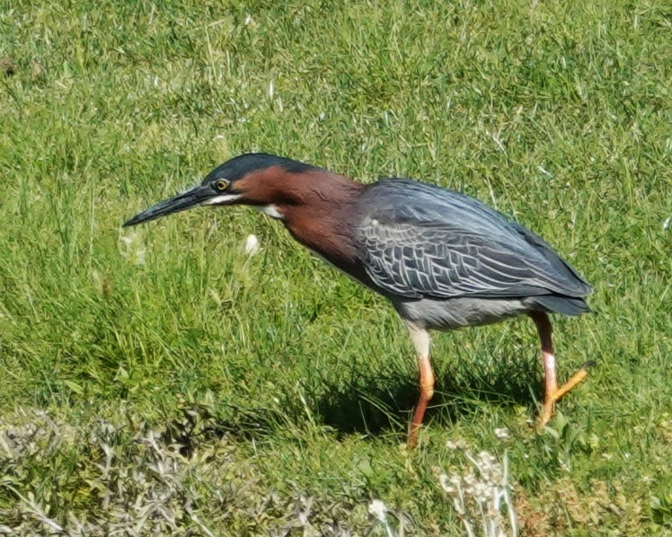 Green Heron - ML618098574