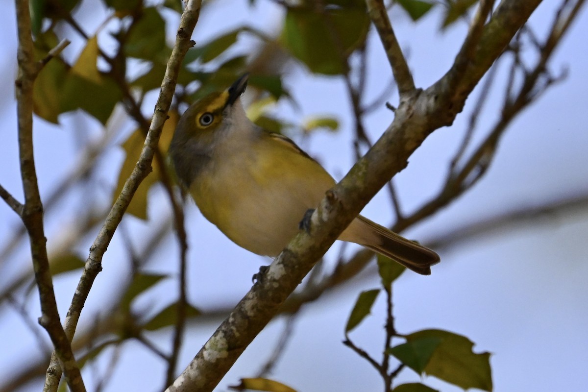 White-eyed Vireo - ML618098577