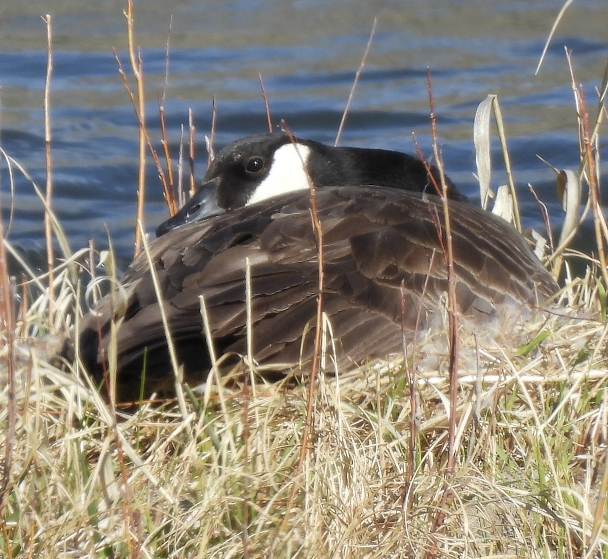 Canada Goose - ML618098578