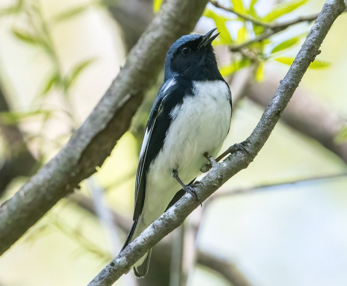 Black-throated Blue Warbler - ML618098580