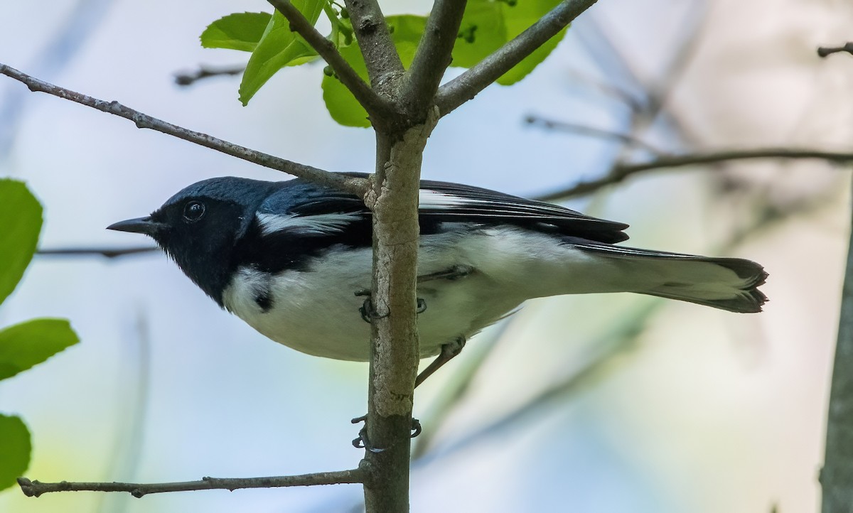 Black-throated Blue Warbler - ML618098581