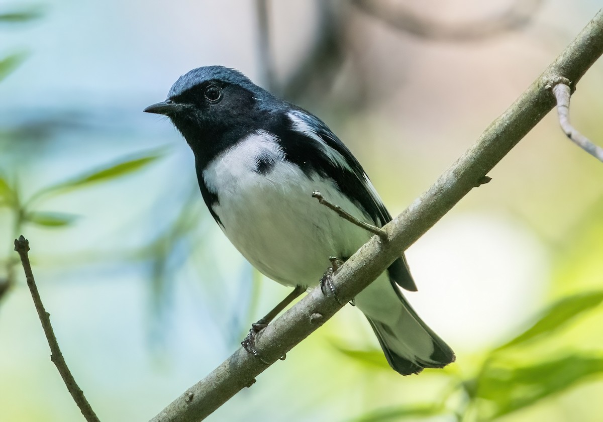 Black-throated Blue Warbler - ML618098582