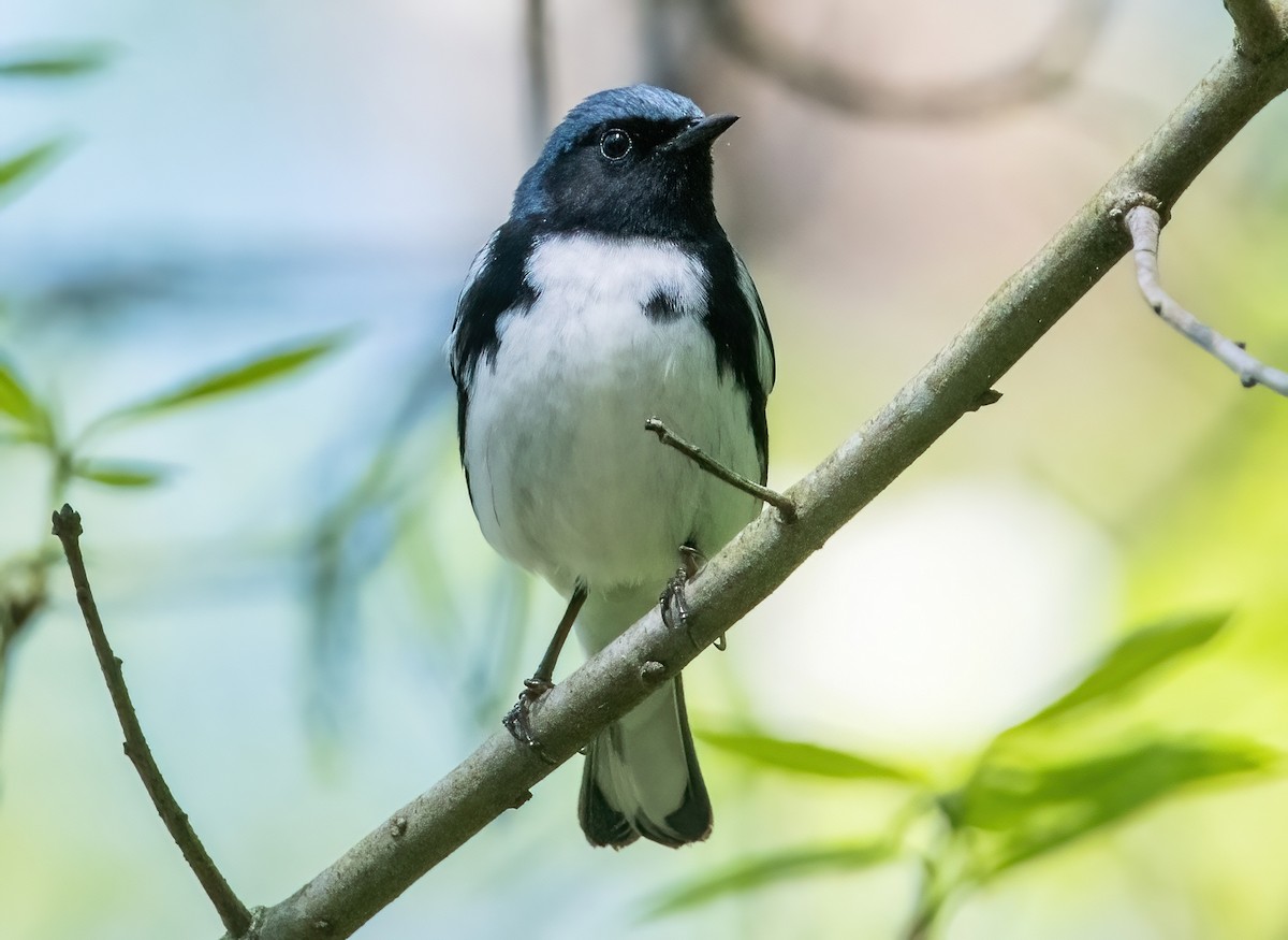 Black-throated Blue Warbler - ML618098583