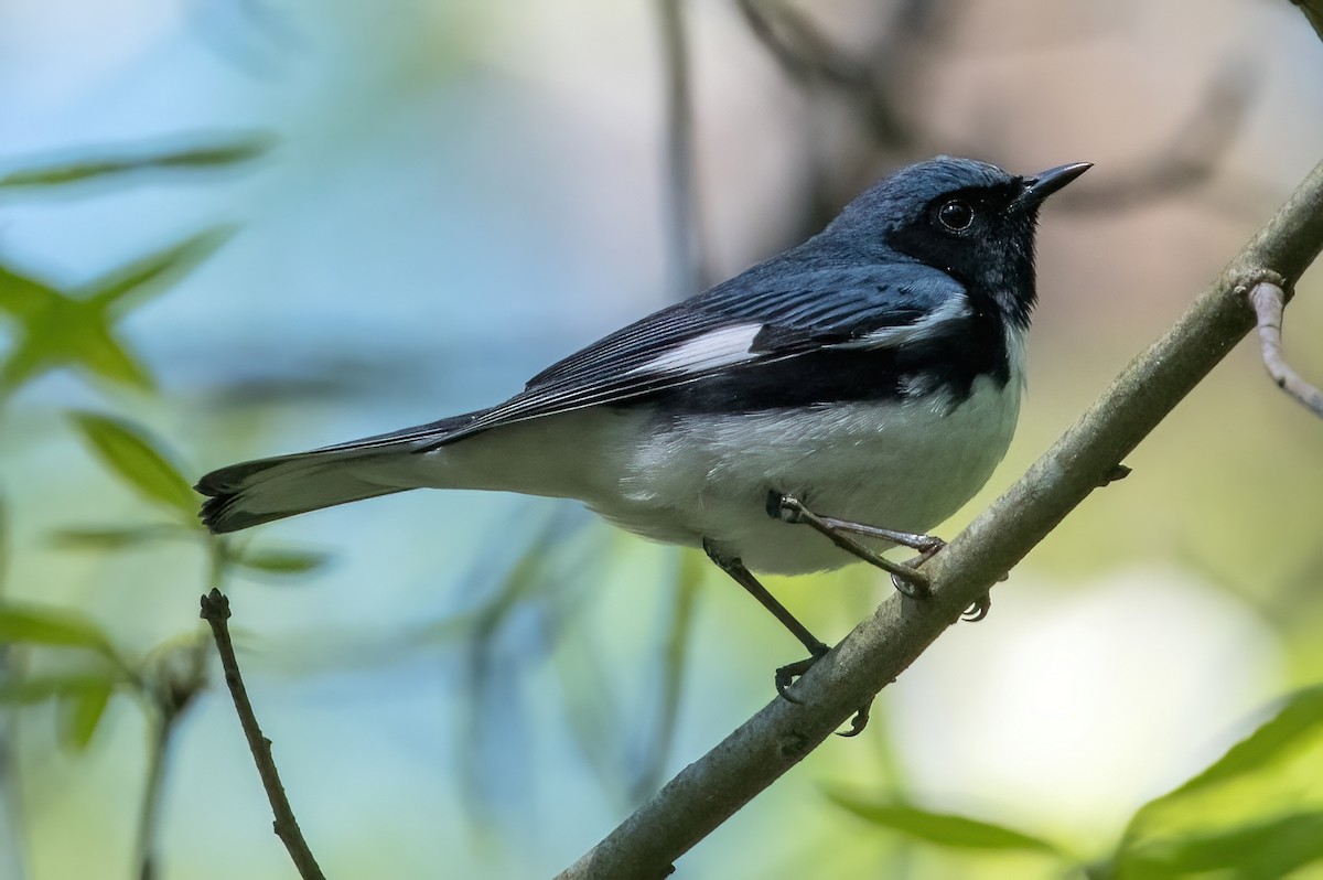 Black-throated Blue Warbler - ML618098585