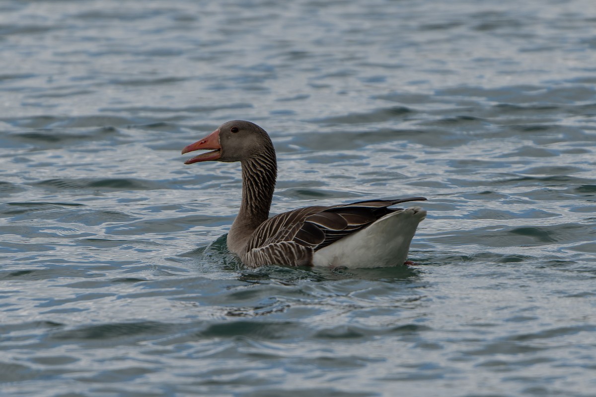 Graylag Goose - ML618098597